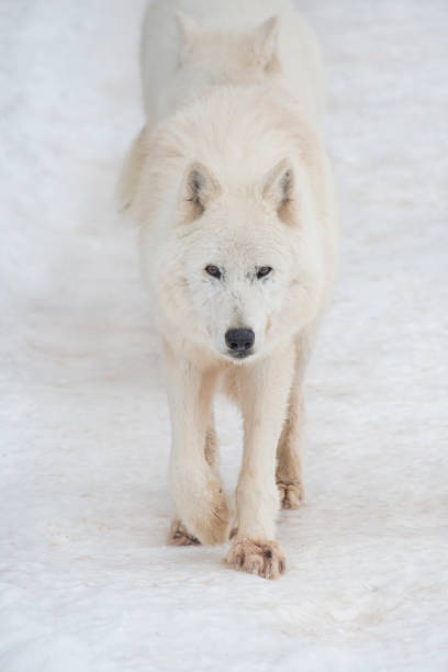 Grey wolf walking quickly in daylight