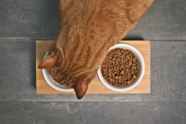 Red cat eating at home from a double food bowl. Seen directly above. Red cat eating at home from a double food bowl. Seen directly above. ceramic cat bowl stock pictures, royalty-free photos & images