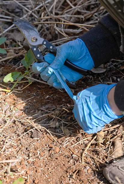 istock Hands in gloves holding gardening scissors 1389440247