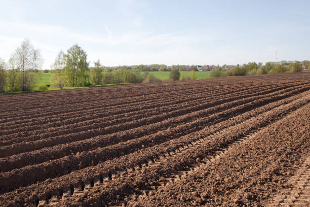 istock Furrows on a plowed field. Agricultural fields in Russia. 1389442573