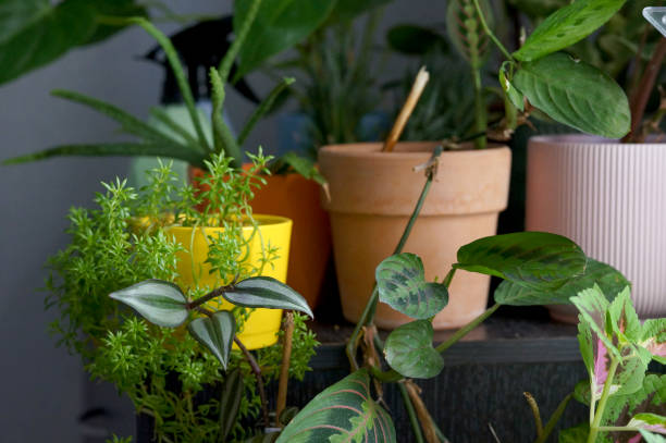 istock indoor plants on a blue background 1389446537