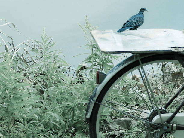 Surreal image of pigeon on the bicycle.