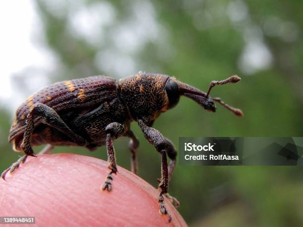 Pine Weevil Stock Photo - Download Image Now - Cambium, Beetle, Biology