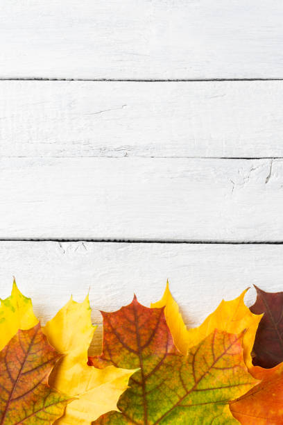 istock Autumn leaves on white wooden table with copyspace. Flat lay 1389449446