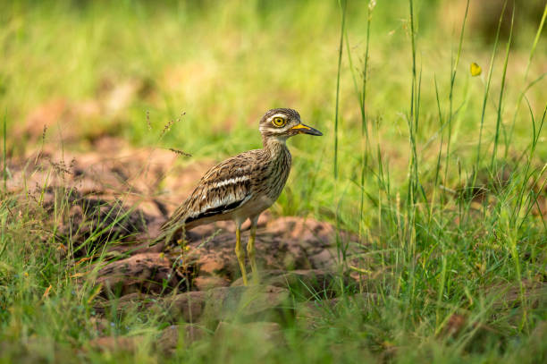 indischer steinbrachvogel oder indisches dickes knievogelporträt in natürlichem grünem hintergrund im ranthambore nationalpark oder waldreservat sawai madhopur rajasthan indien - burhinus indicus - stone curlew stock-fotos und bilder