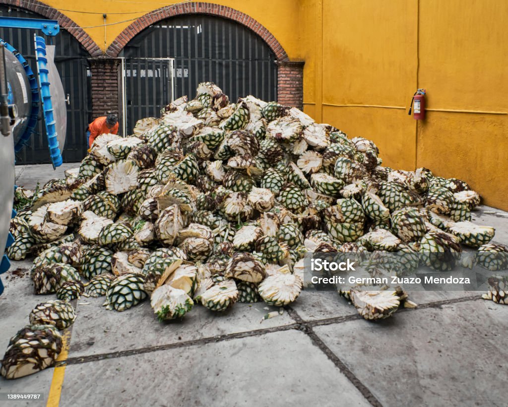 Man piling agave in oven ready to steam it Mountain of agave in a factory yard ready for cooking Pineapple Stock Photo