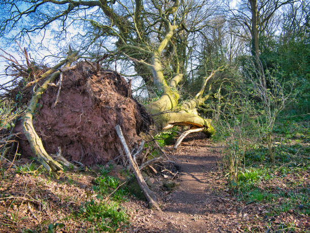 istock A large, mature tree blown down in a storm blocks a footpath. The roots are visible along with damage to the tree branches. Taken on a sunny day in winter. 1389450512