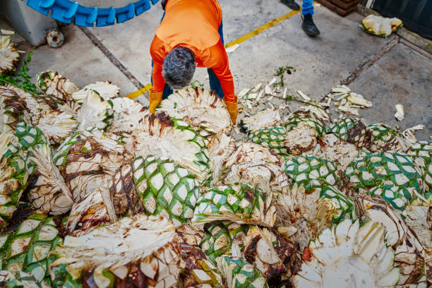 istock Man piling agave in oven ready to steam it 1389450707