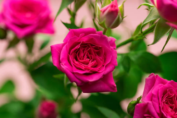 istock Pink rose close-up on a pink background. 1389451015