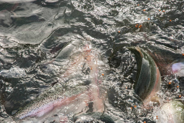 istock Feeding trout in fish farm 1389452258