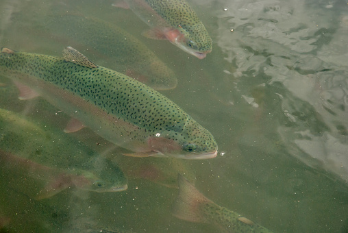 Trout swimming in fish farm under waters closeup