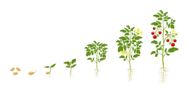 Vector illustration of Tomato growth cycle. Stages of growing vegetables from seed to flowering and harvest.