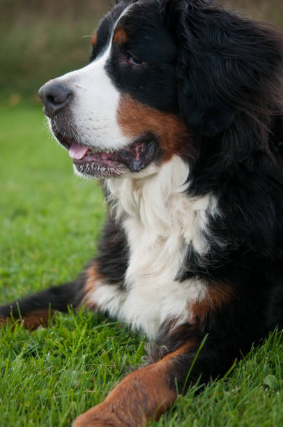 istock Bernese Mountain Dog Portrait 1389453258