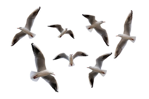 istock Set of seagulls isolated on white background 1389453424