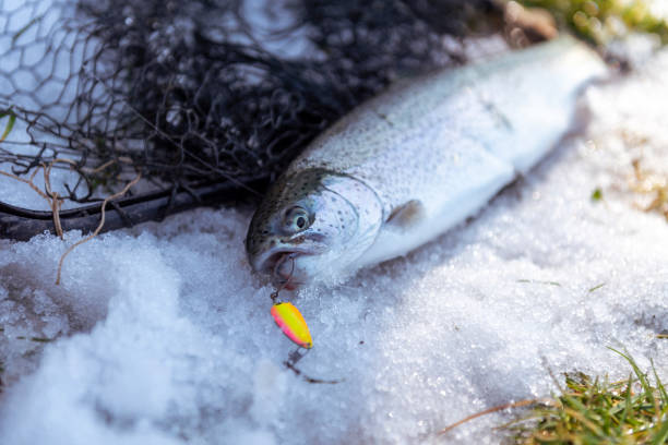 catching a brown trout in the river. - fly fishing trout brown trout fishing imagens e fotografias de stock