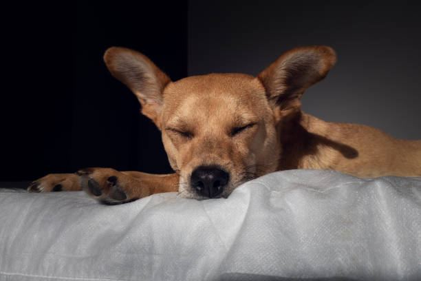 Close-up of sweet mixed-breed dog with ears up sleeping deeply on a white comfortable blanket in a dark room with natural sunlight. Empty space for text at the bottom