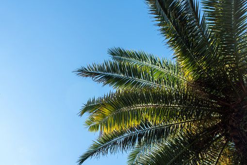 Part of palm tree and clear blue sky. Abstract background.