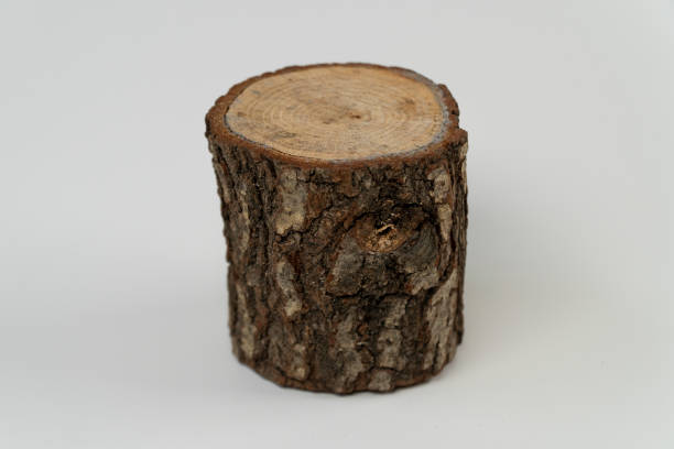 istock Tree stump, cut tree bough isolated on white background, timber, wooden stump half-cut billet, front view 1389455318