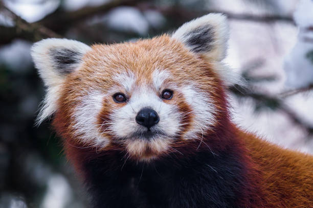 istock Portrait of a red panda (Ailurus fulgens) 1389457858