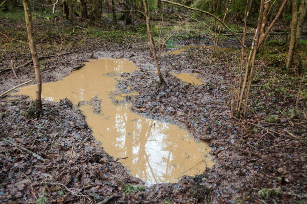 istock A puddle of mud in a forest used by forest animals. 1389457874