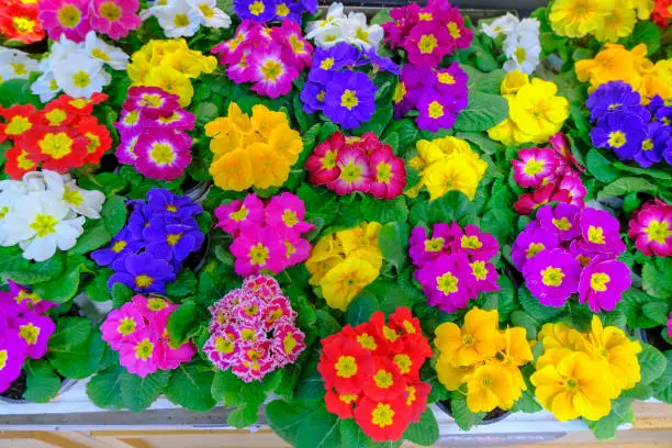 colorful garden flowers close-up in the flowers store. Springtime. Multicolored primroses and azaleas