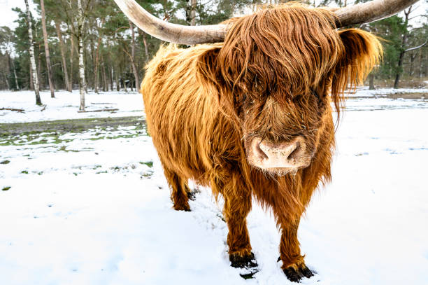 istock Scottish Highlander cattle in the snow during in a forest 1389458464