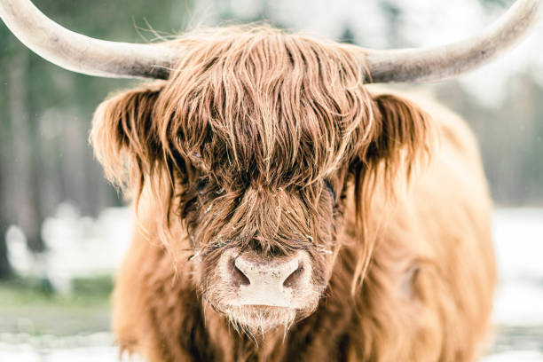 Portrait of a Scottish Highland cattle in the snow during an early springtime day in a forest. The Scottish Highlanders are used in the nature conservation of the Veluwe to ensure that heather areas do not grow densely.