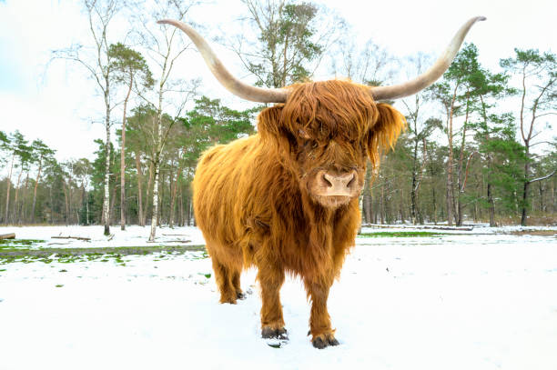 istock Scottish Highlander cattle in the snow during in a forest 1389459187