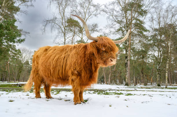 istock Scottish Highlander cattle in the snow during in a forest 1389459430