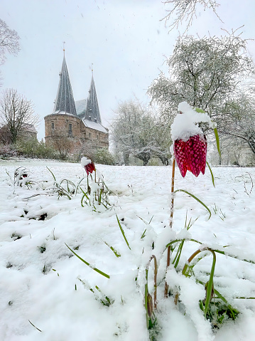 Snake's Head Fritillary (Fritillaria meleagris) covered in snow during a springtime blizzard in the city park of the ancient hanseatic league city of Kampen in front of Cellebroederspoort in the background.