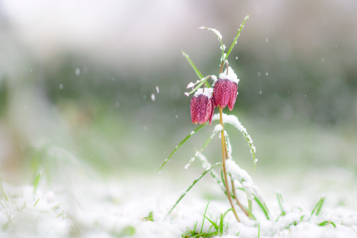 Snake's Head Fritillary (Fritillaria meleagris) covered in snow during a springtime blizzard in the city park of the ancient hanseatic league city of Kampen in front of Cellebroederspoort in the background.