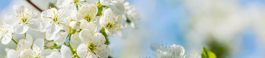 Cherry blossoms in full bloom with beautiful colors