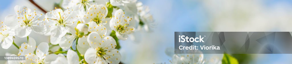 Cherry blossom close-up Cherry blossom close-up on a blue sky background. Flower Stock Photo