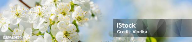 Cherry Blossom Closeup Stock Photo - Download Image Now - Flower, Springtime, Blossom