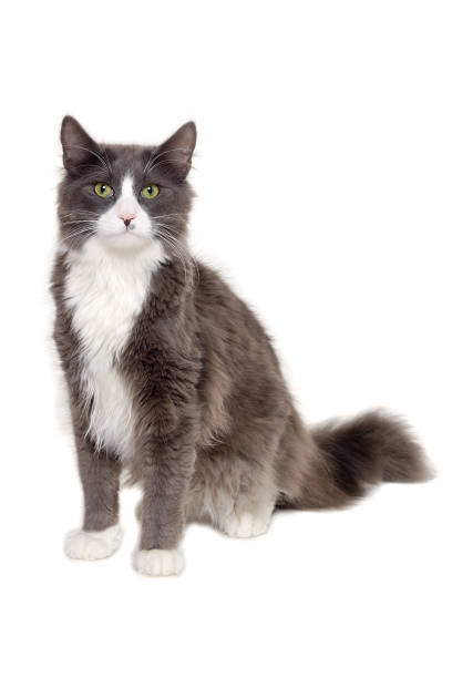 istock Gray cat sitting on a clean white background 1389459868