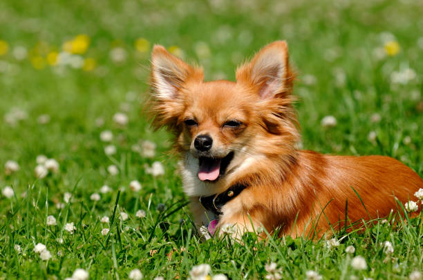istock Chihuahua dog on green grass 1389459920