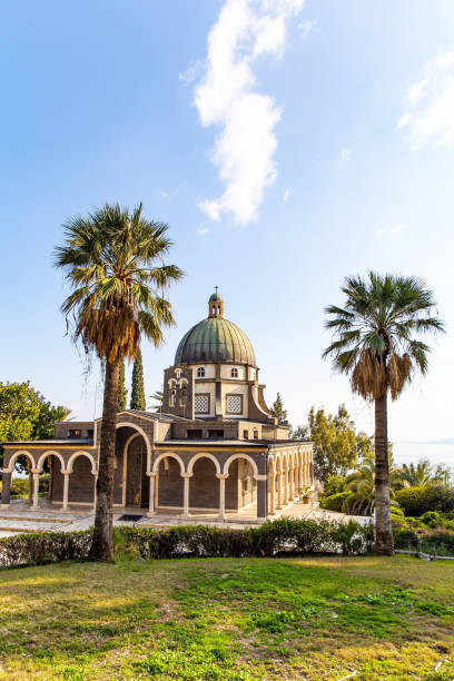 magnificent slender tall palms - franciscan imagens e fotografias de stock