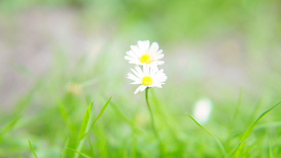 Daisy with lots of bokeh on a meadow. bright out of focus on the flower. Delicate colors in nature