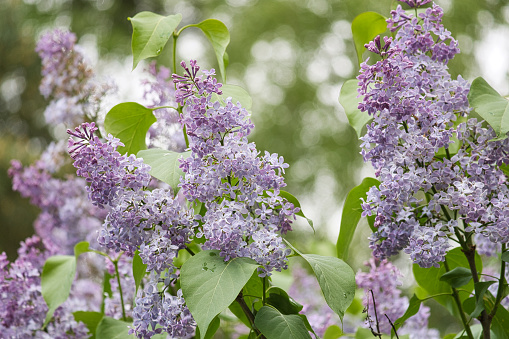Blossoming purple lilacs in the spring