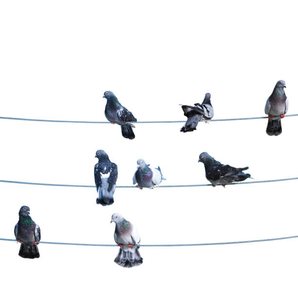 istock Flock of birds lined up on electrical wires 1389462768