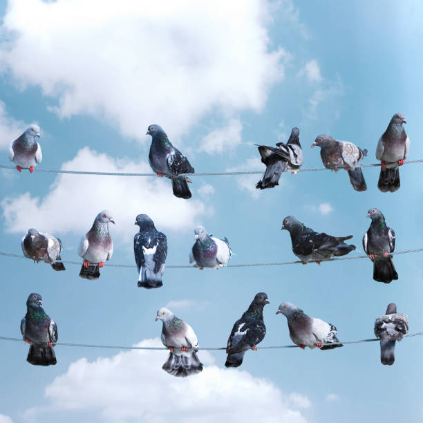 istock Flock of birds lined up on electrical wires 1389462814