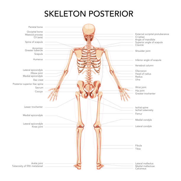 Skeleton Human diagram back posterior view with main parts labeled. Skeleton Human diagram back posterior view with main parts labeled. Flat beige brown colour Vector illustration didactic board of anatomy isolated on white background medical infographic banner system sternum stock illustrations