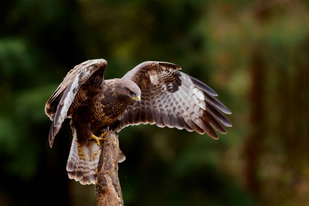 istock Common Buzzard flying in the forest 1389463958