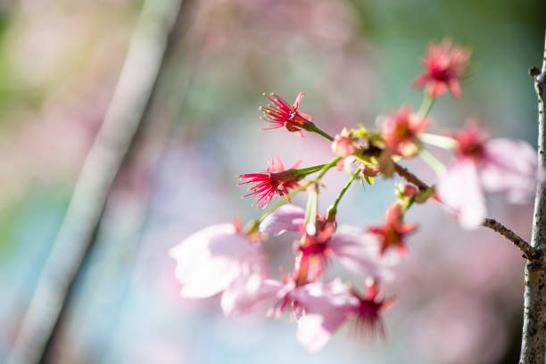 Blossoming of peach flowers in spring time