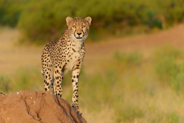 молодой гепард в заповеднике машату - mashatu game reserve стоковые фото и изображения