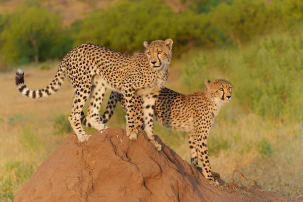 giovane ghepardo nella riserva di caccia di mashatu - mashatu game reserve foto e immagini stock