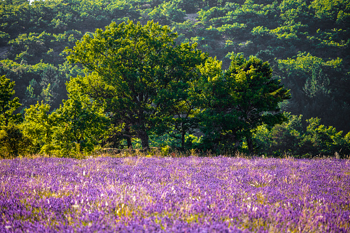 lavender fields during summer in Vaucluse in located in the Provence-Alpes-Côte d'Azur region in France