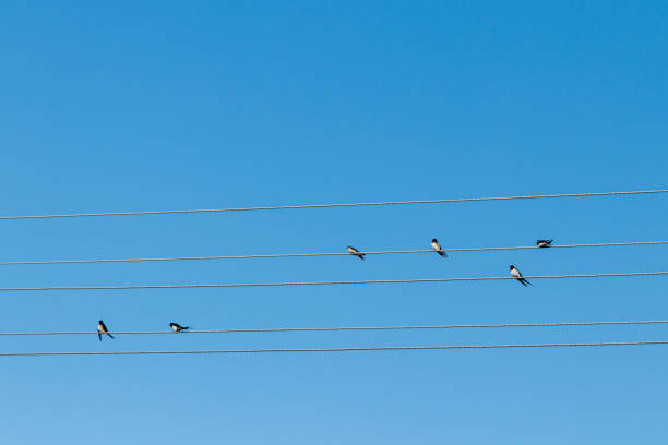 istock Birds sit on electric wires against the blue sky 1389468641