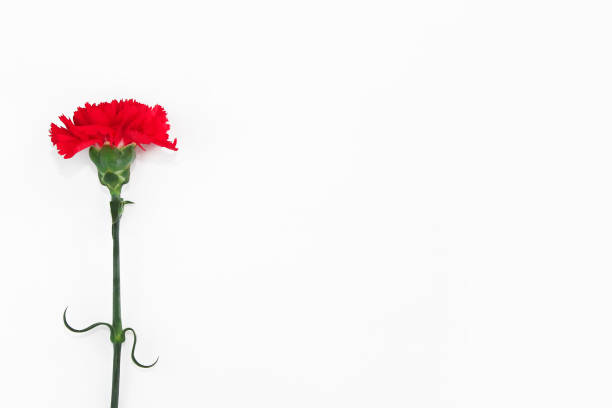 istock red carnation flower on white background 1389468695