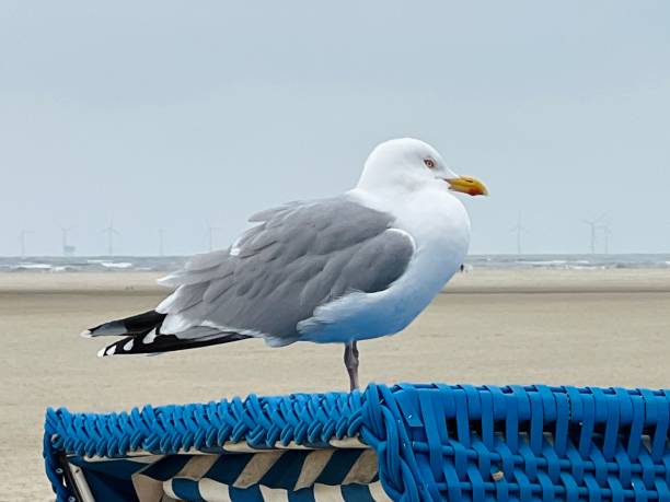 Seagull standing on a beach chair